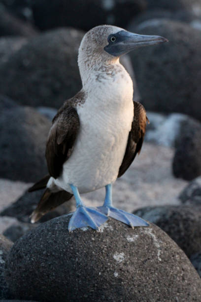 istock The blue-footed booby on the coast of Ecuador 1023401014