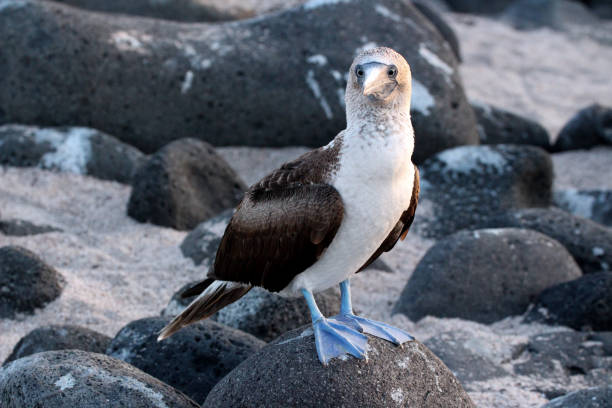 istock The blue-footed booby on the coast of Ecuador 1023401016