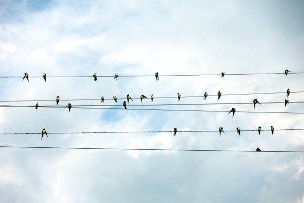 istock Swallows sitting on wires against a cloudy sky background 1023401138