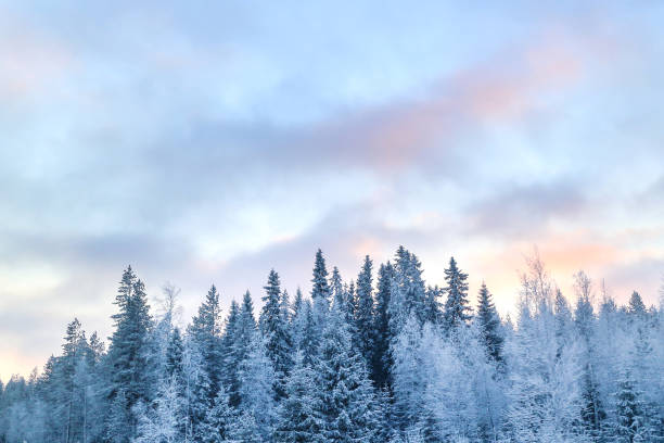 istock Winter forest and pastel sky 1023401560