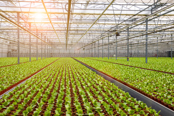 istock Industrial greenhouse 1023401570
