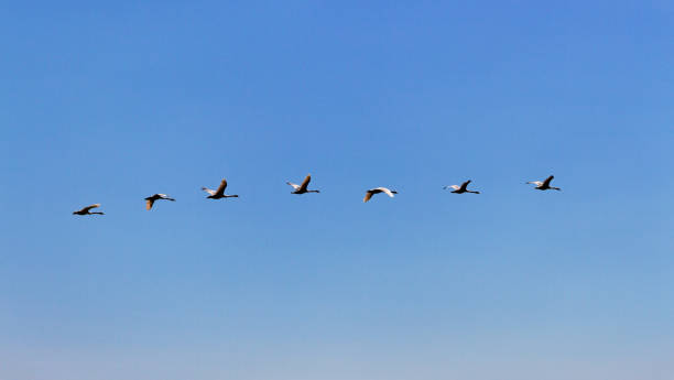 istock Flock of swan in blue sky. 1023402232