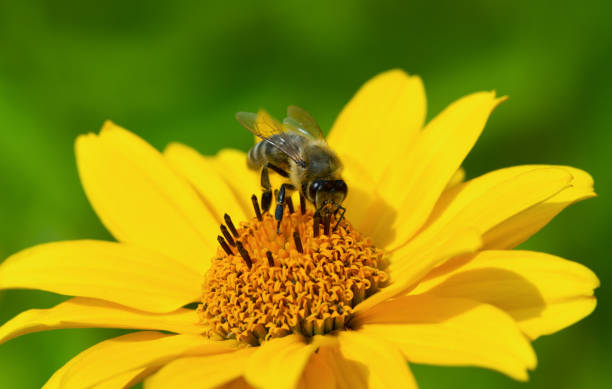istock Honeybee and yellow flower. 1023402370