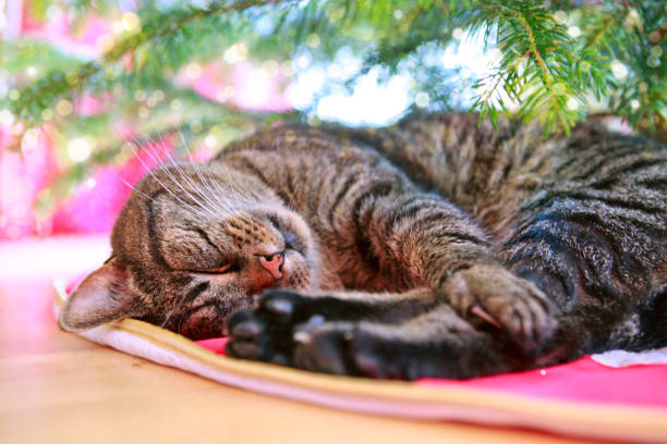 istock Gray cat sleeps under the Christmas tree 1023404702