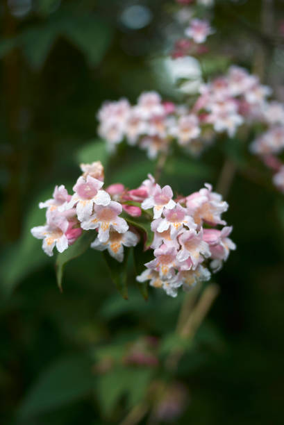 istock Abelia x grandiflora 1023407592