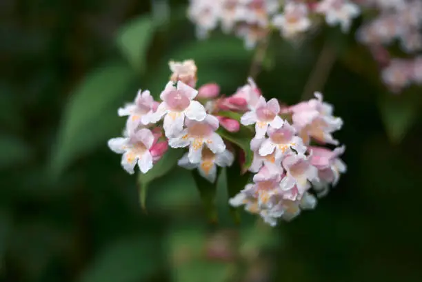 Photo of Abelia x grandiflora
