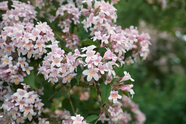 Photo of Abelia x grandiflora