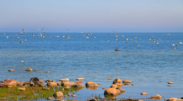 istock Coastline of Baltic sea. 1023407744