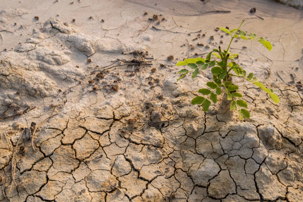 istock Dry textured sand and rocky sand. 1023408142