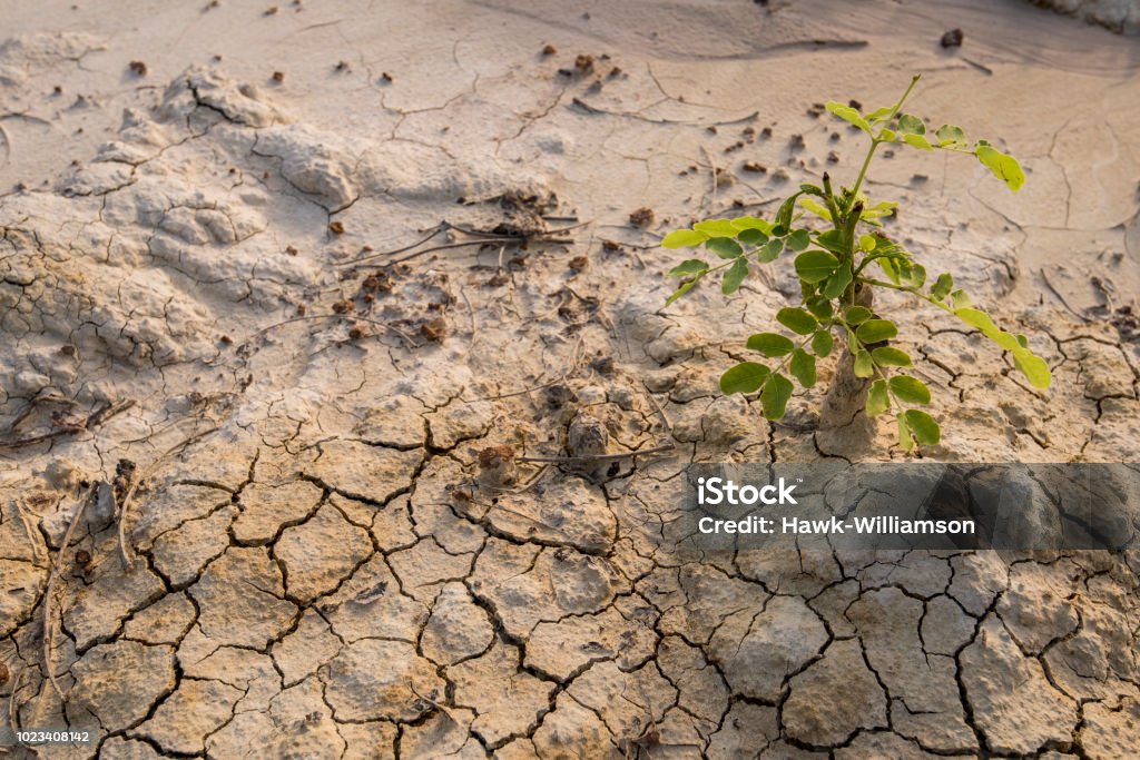 Dry textured sand and rocky sand. Plant survival in arid desert like conditions. Deforestation Stock Photo
