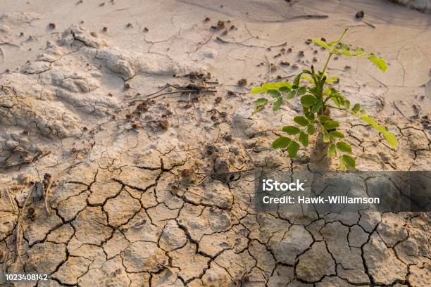 Dry Textured Sand And Rocky Sand Stock Photo - Download Image Now - Deforestation, Agriculture, Arid Climate