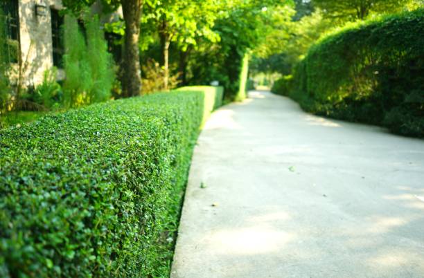 camino concreto de curva con cobertura verde arbusto recortado en el parque - single lane road footpath flower formal garden fotografías e imágenes de stock