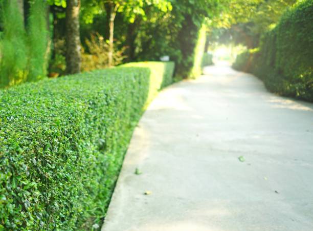 camino concreto de curva con cobertura verde arbusto recortado en el parque - single lane road footpath flower formal garden fotografías e imágenes de stock