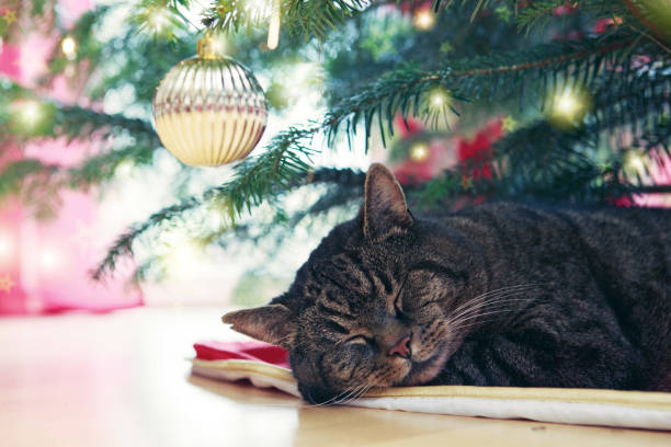 istock Gray cat sleeps under the Christmas tree 1023413106
