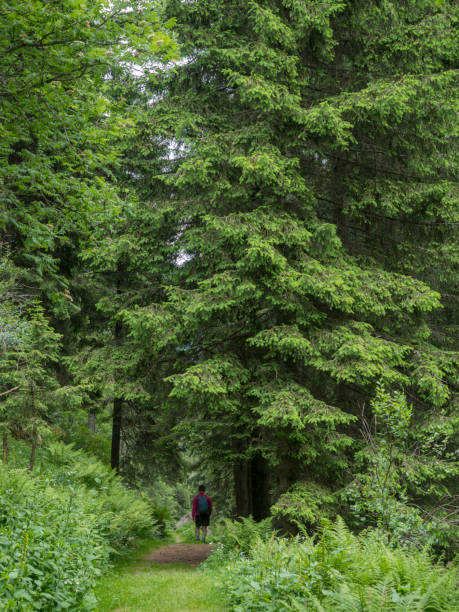 istock trekking in Mocheni Valey in Trentino 1023414406