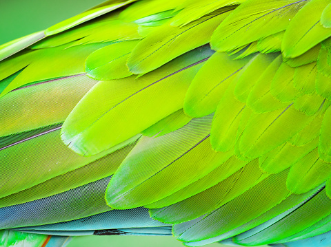 Colorful Macaw Plumage close up