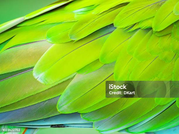 Macaw Parrot Stock Photo - Download Image Now - Feather, Green Color, Environmental Conservation