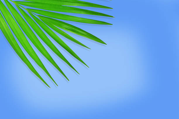 istock Top view palm tree leaf on trendy orange summer background 1023427668