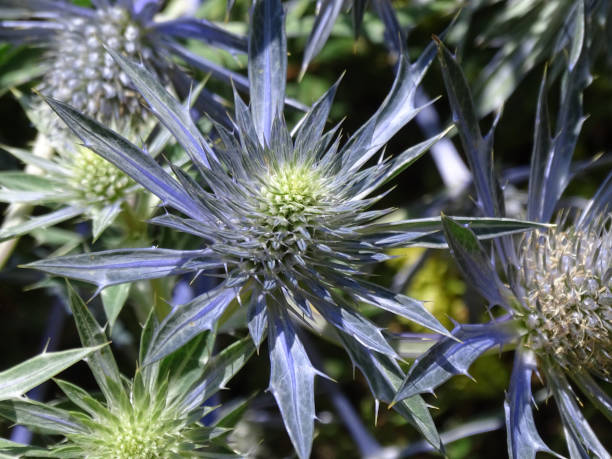 istock Eryngium Bourgatti, Sea Holly 1023431574