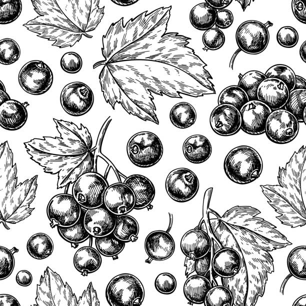ilustrações de stock, clip art, desenhos animados e ícones de black currant seamless pattern. vector drawing. isolated berry branch sketch on white background. - tea berry currant fruit