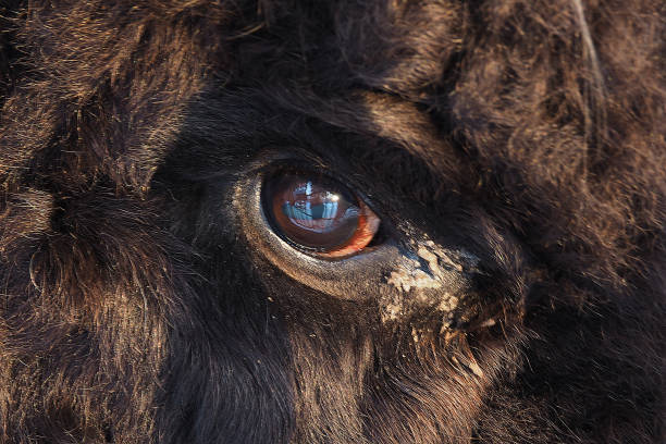 The eye of the beast is piercing Look ferocious animal through the bars of the cage. Glance of the Yeti. Wild Animals in captivity. buffalo iowa stock pictures, royalty-free photos & images