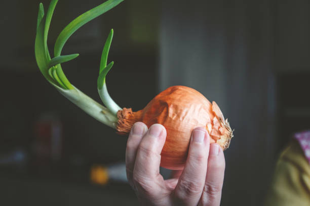 Unrecognizable cooker women holding one fresh germinated brown onion in her hands stock photo