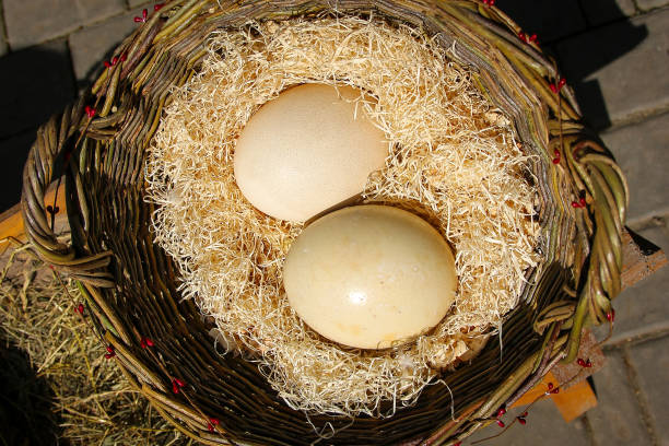istock Ostrich eggs in the basket 1023443738