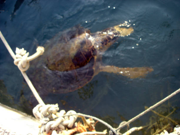 istock Sea turtles. Turtles 1023443762
