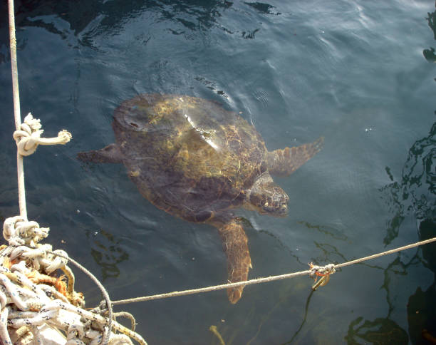istock Sea turtles. Turtles 1023443874