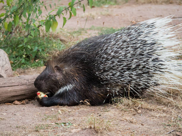 istock Large Porcupine Animal 1023444294