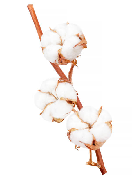 istock Cotton plant flower branch isolated on white background 1023444430