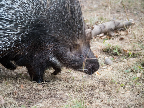 istock Large Porcupine Animal 1023444476