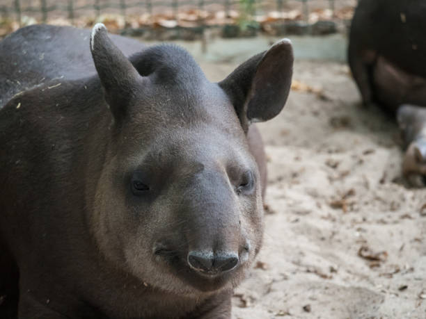 istock Cute Tapir Animal 1023445116