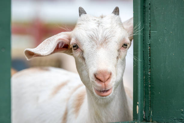 istock Cute and funny baby goat. 1023445638