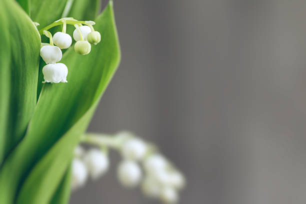 frais muguet blanc fleur en macro avec espace copie en saison printanière - nobody nature fragility close up photos et images de collection