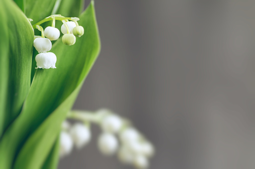 Color photography of fresh lily of the valley white flowers in extreme macro with copy space in spring season. Selective focus on small flowers.