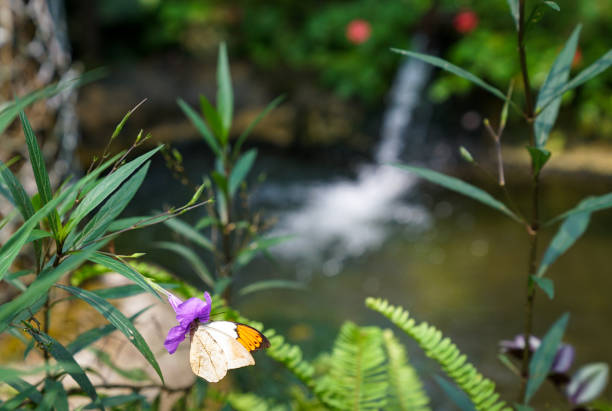 Butterfly in a lovely garden with copy space