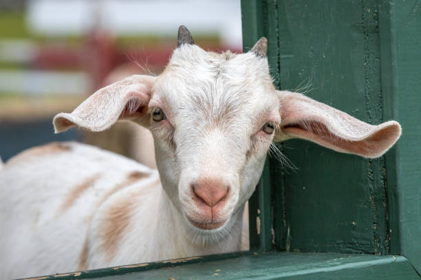 istock Cute and funny baby goat. 1023449636