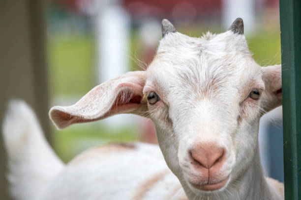 istock Cute and funny baby goat. 1023449660