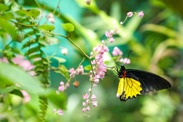 istock Butterfly in a lovely garden 1023449746