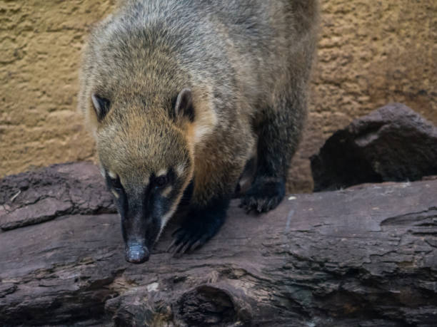 istock Coati Mundi Animal 1023449808