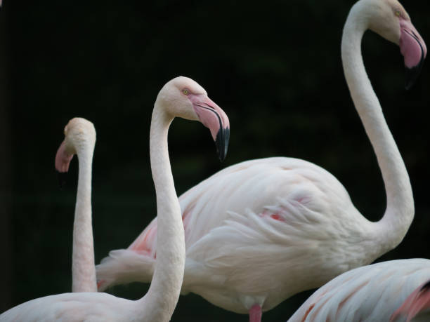 istock Group of pink Flamingo Birds 1023450314