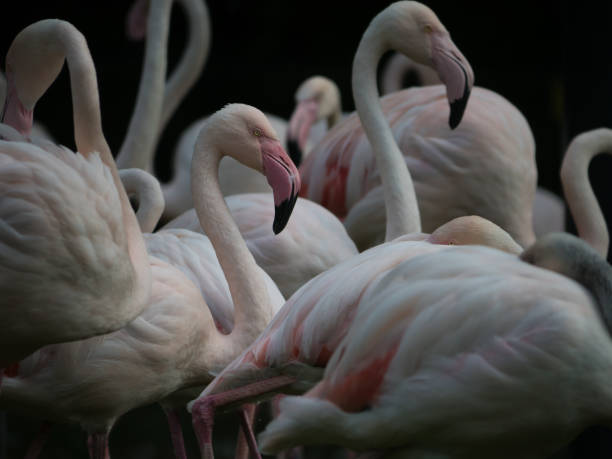 istock Group of pink Flamingo Birds 1023450356