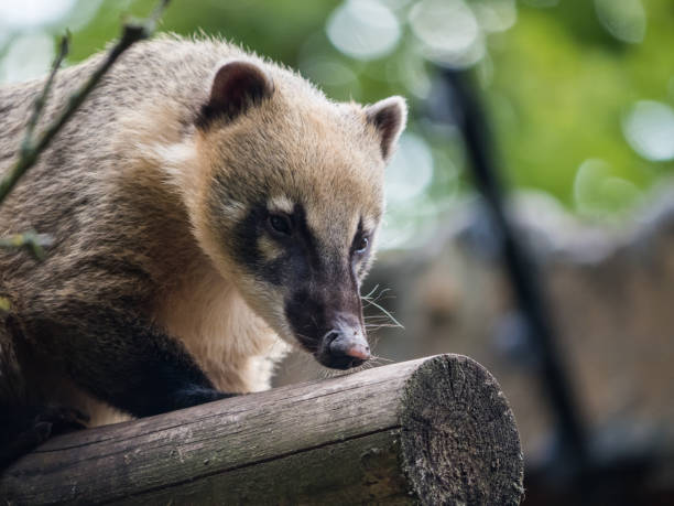 istock Coati Mundi Animal 1023450420