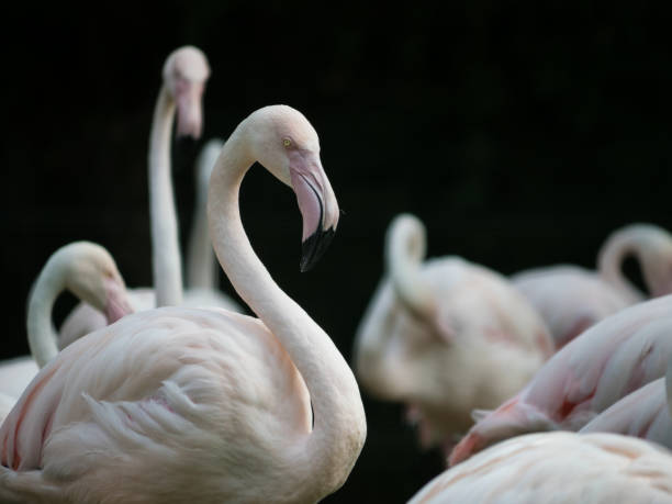 istock Group of pink Flamingo Birds 1023450608