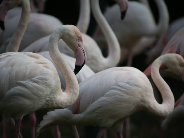 istock Group of pink Flamingo Birds 1023450620