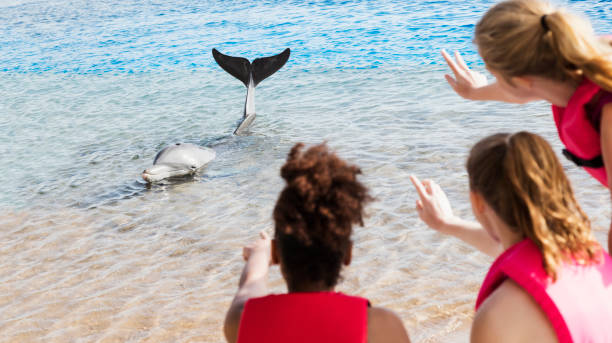 delfin trzyma głowę i ogon nad wodą, dziewczyny machają - discovery elementary school field trip zoo zdjęcia i obrazy z banku zdjęć