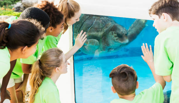 istock Multi-ethnic children watching sea turtle in aquarium 1023453274