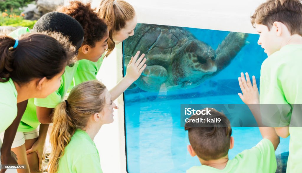 Multi-ethnic children watching sea turtle in aquarium A multi-ethnic group of children, 11 to 12 years old, on a field trip, visiting a marine education park, looking at a sea turtle through an underwater window of the animal enclosure. The spectators and turtle are looking at each other. Aquarium Stock Photo