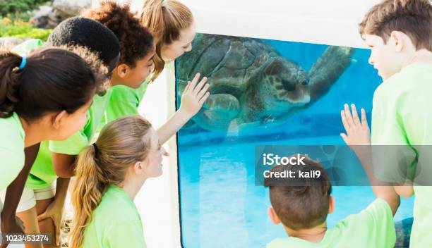 Multiethnic Children Watching Sea Turtle In Aquarium Stock Photo - Download Image Now